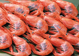 �ÃG�r�i�h�g�p