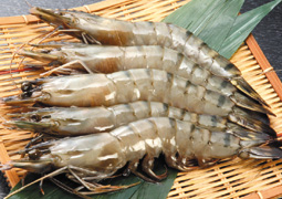 �u���b�N�^�C�K�[�i���M�p�j